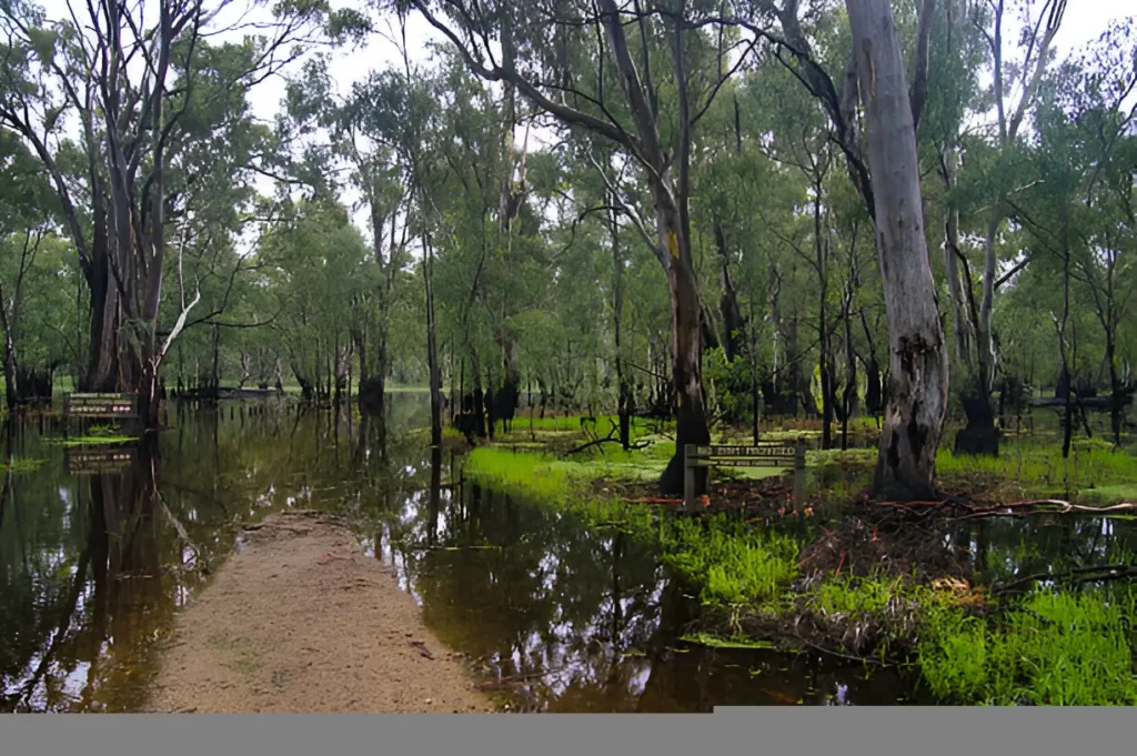 Barmah National Park