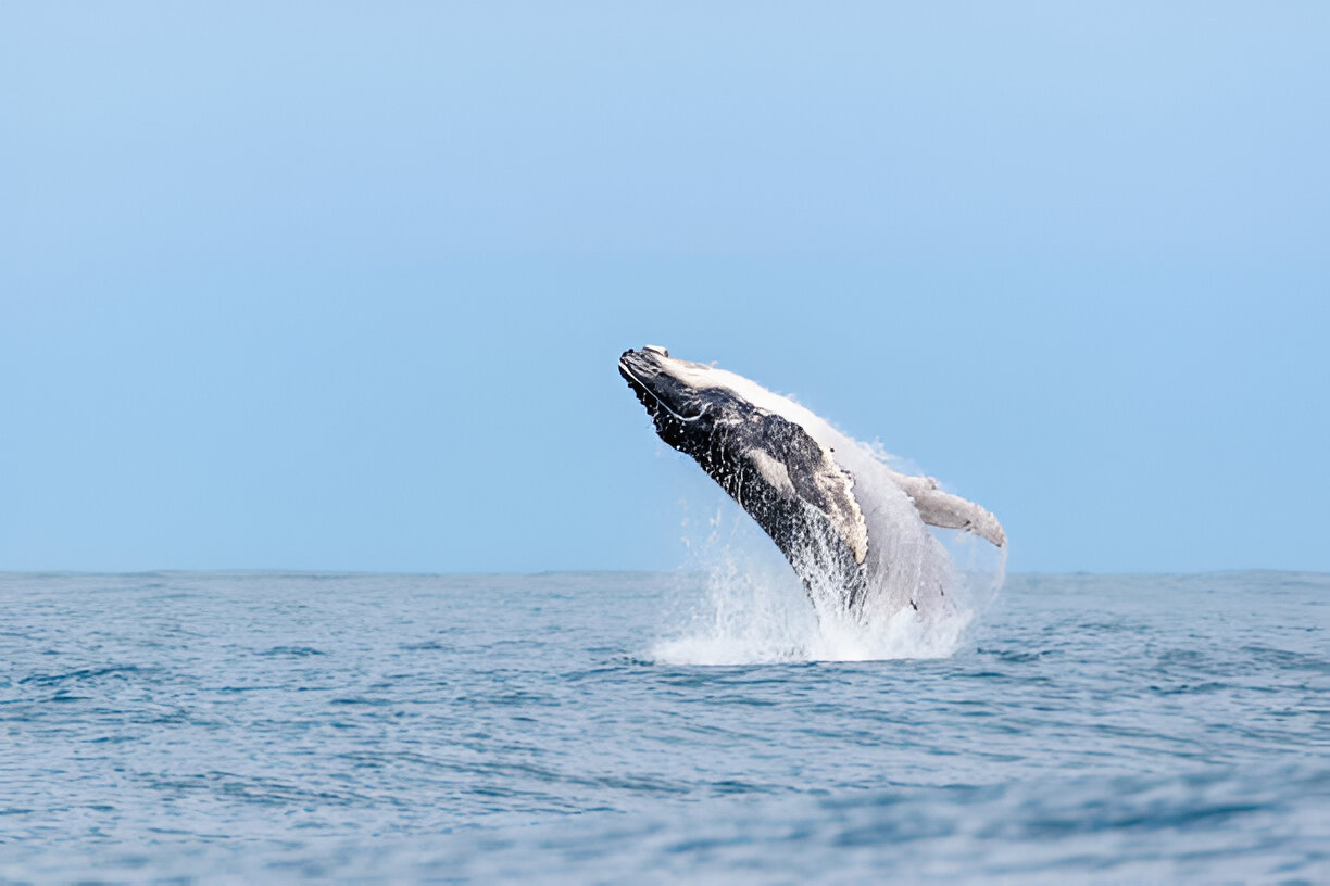 Best Time to Visit Sunshine Coast in Australia