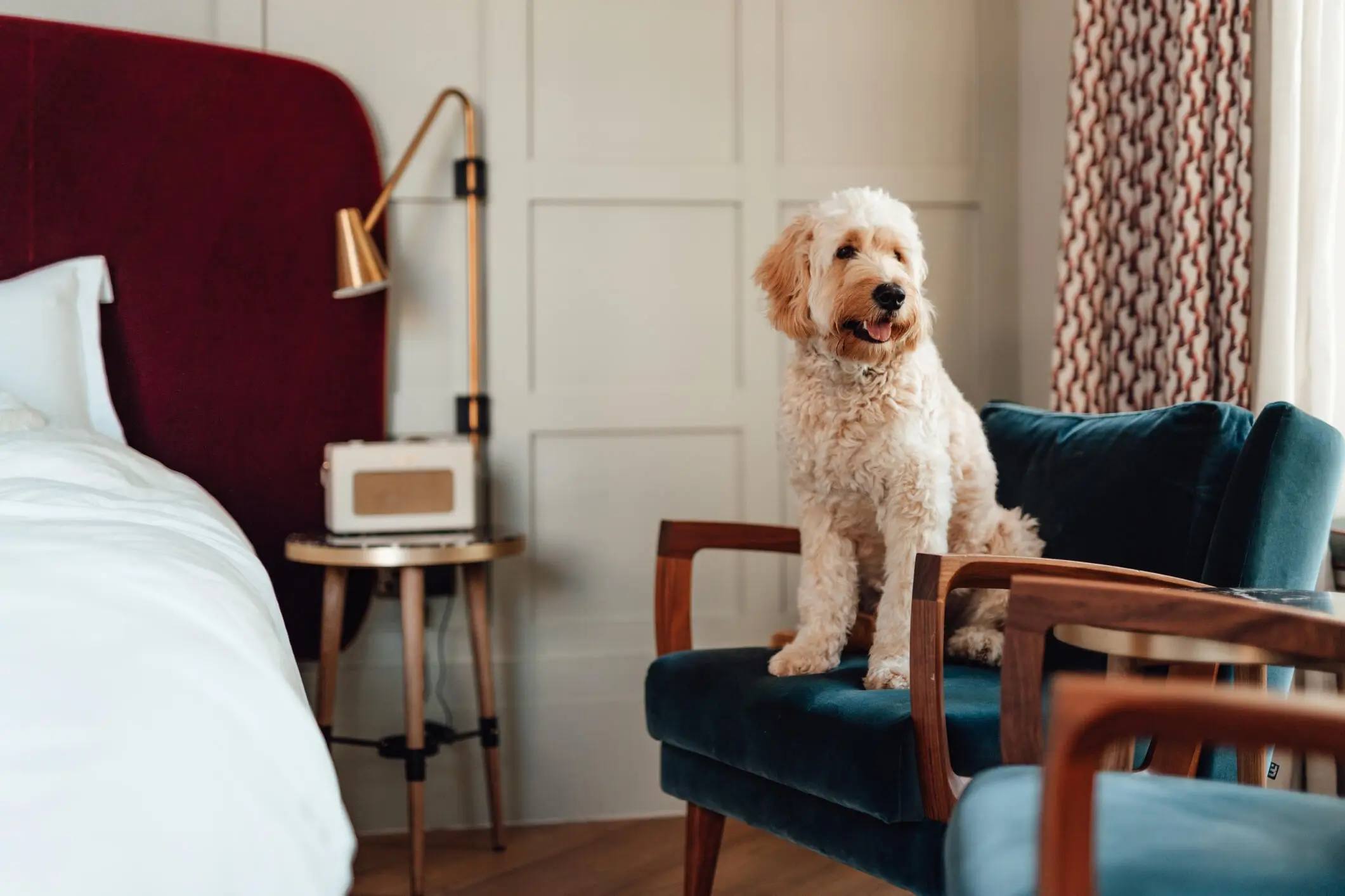 Pet-Friendly Accommodations on the Sunshine Coast